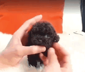 呆萌狗狗，呆萌狗狗道具（呆萌+有趣+憨厚图片）