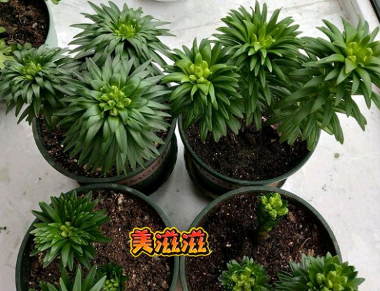 百合种球怎么种植，百合花种球的种植方法（百合花的最佳种植时间到了）