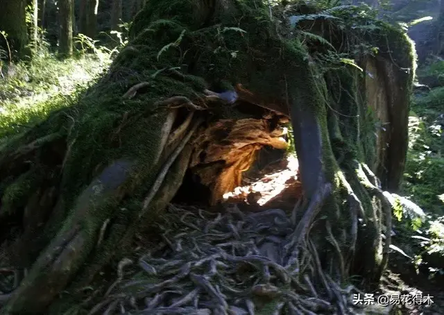 桧什么意思解释，桧字笔画笔顺（台湾珍稀濒危树种红桧）