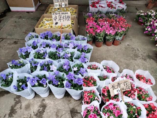 荷花最好看的品种是什么，这花最好看、最好养