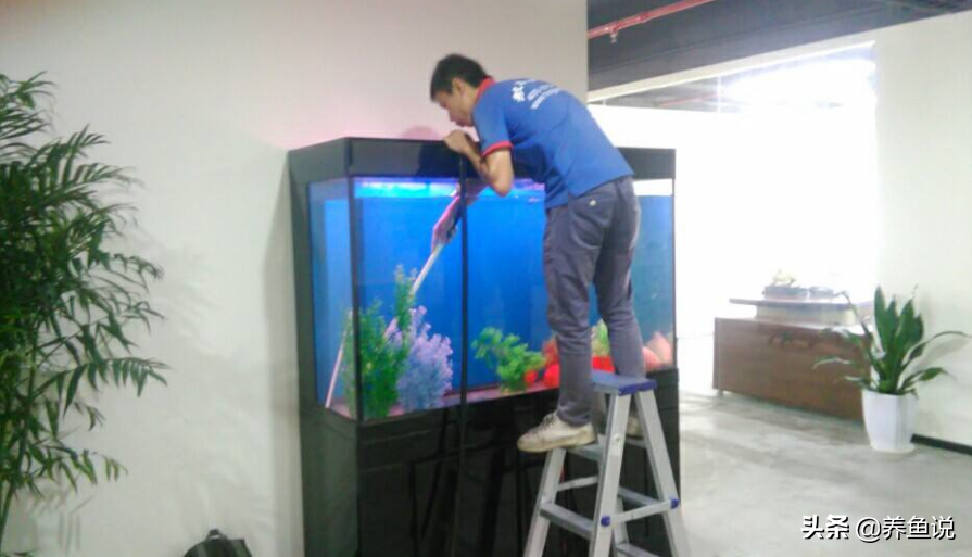 金鱼多久换一次水(养鱼的水浑浊教你一个笨方法)