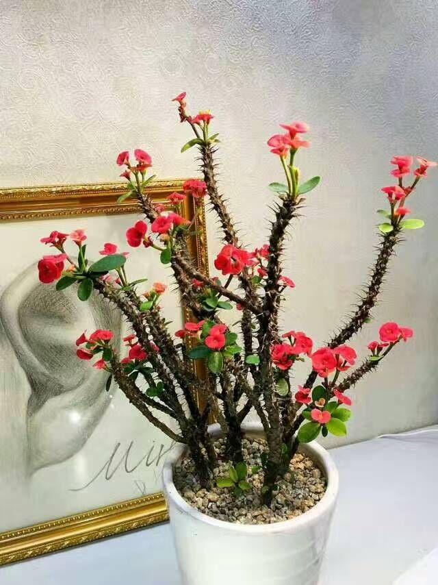铁海棠的养殖方法，虎刺梅<铁海棠>日常养护方法