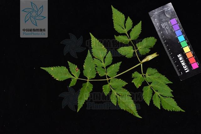 本草图经作者是谁，《本草图经》的作者（芎藭 蘼蕪 藁本）