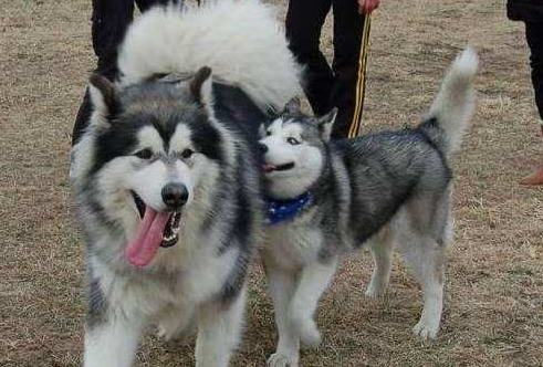 阿拉斯加爱斯基摩犬，阿拉斯加爱斯基摩犬百科（很多人傻傻分不清楚）