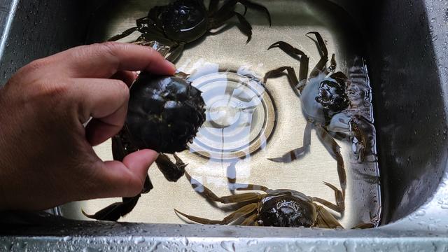 螃蟹怎么做好吃，冷冻螃蟹怎么做好吃（螃蟹的家常做法）