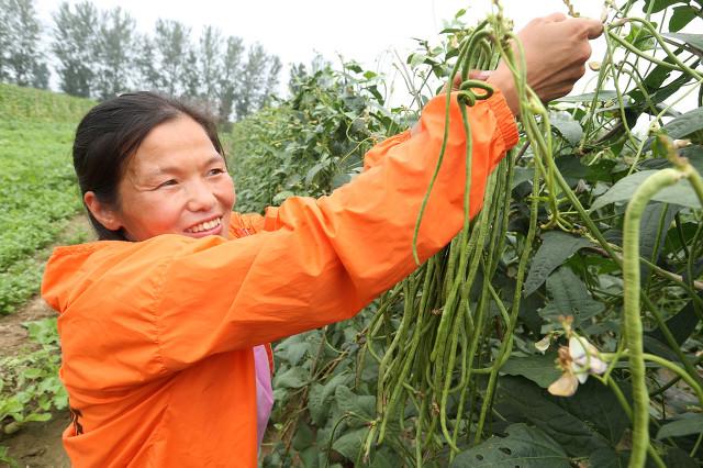 头伏萝卜二伏菜，头伏二伏分别种什么菜（“头伏萝卜二伏菜”）