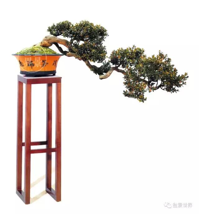 黄杨木盆景养护注意事项，怎样养黄杨木盆景（一组黄杨盆景精品欣赏）