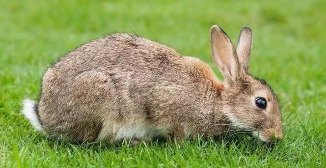 森林里有什么动物，生活在森林里的动物有哪些（就算是狼见了，都要叫“大哥”）