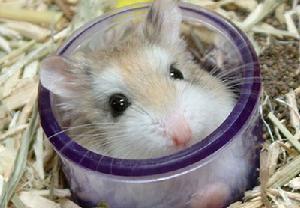 雪球仓鼠怎么养,雪球仓鼠怎么饲养(萌萌哒的小仓鼠,种类你知多少)