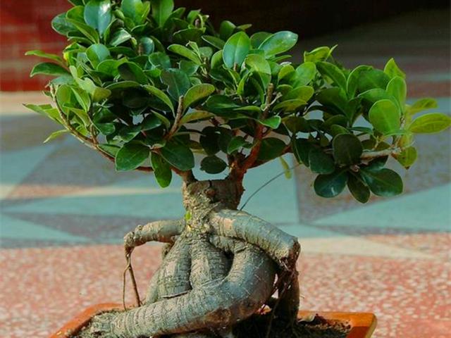 冬天怎样养人参榕，人参榕在家养好不好吗（根部如胖乎乎的人参）