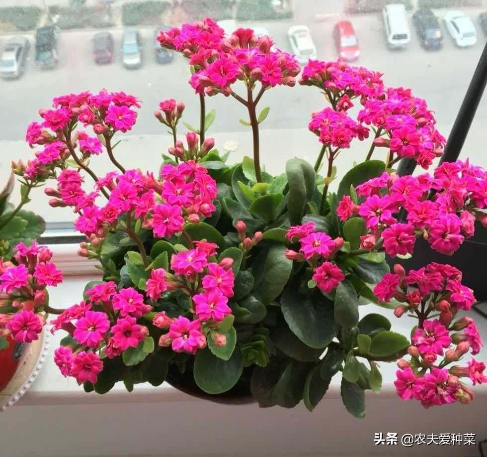 腊梅放在家里的寓意，此5种“年宵花”摆在家里