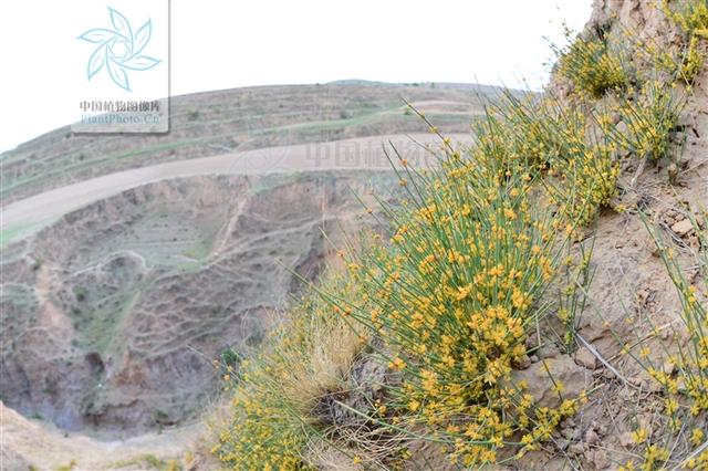 本草图经作者是谁，《本草图经》的作者（芎藭 蘼蕪 藁本）