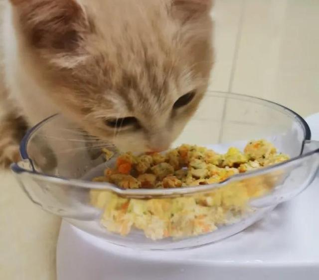 自制猫粮，怎么做简单有营养的猫粮（自制猫粮的简单做法）