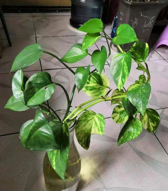 怎么水培绿萝，绿萝怎么水养（用“黑暗魔法”）