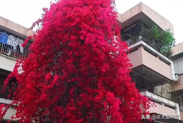 杜鹃花一般能长多高，杜鹃花可以长多高（种出9层楼高的“高勒杜鹃”）