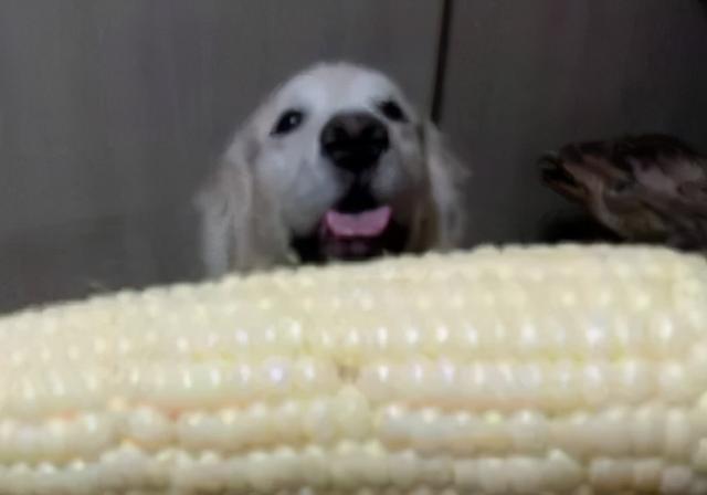 木糖醇的危害，木糖醇的功效与副作用（狗狗偷吃蛋糕后身亡）