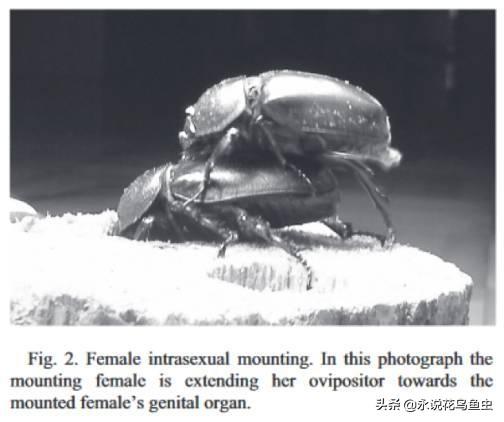 独角仙喜欢吃什么，独角仙喜欢吃什么水果（能养吗 好养吗 怎么养）