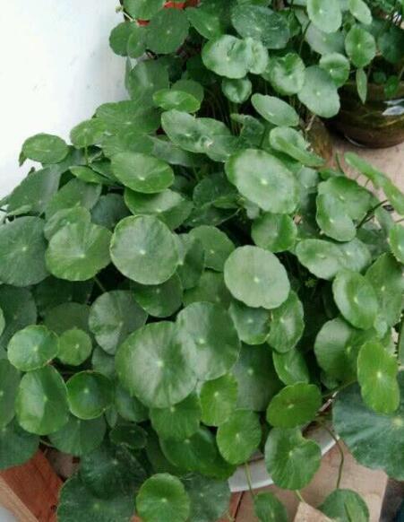 铜钱草怎么养，铜钱草的“3种”种植方法（铜钱草怎么养水培）