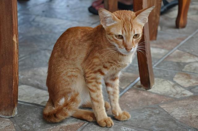 猫有寄生虫的症状猫咪会死吗（猫有寄生虫是什么症状）