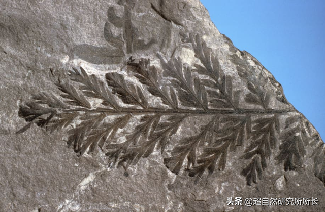 海底最深处的生物，10000米恐怖深海鱼（南极深处真的存在巨大的生物吗）