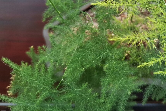 文竹盆景，学会4点，云竹蹭蹭冒新芽（文竹盆景图片大全欣赏）