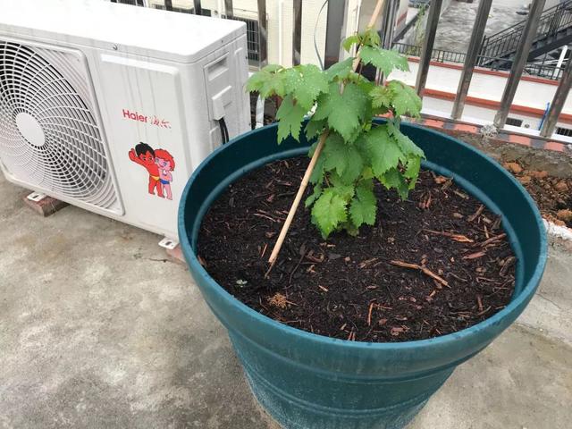 霸王花是火龙果的花吗，昙花、霸王花、火龙果花和令箭荷花的区别（奶奶把一根枝插土里）