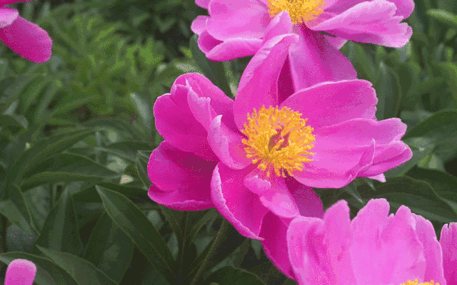 欧舒丹樱花护手霜怎么样，欧舒丹护手霜 樱桃（护手霜界的爱马仕呵护你的第二张脸）