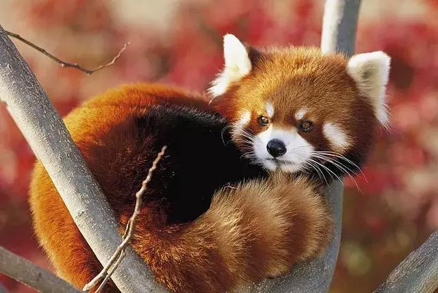 小熊猫和大熊猫，小熊猫是幼年的大熊猫吗（“小熊猫”不是小熊猫）