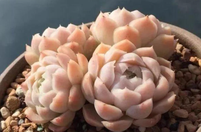 白月影怎么养出状态，如何把白月影养出状态