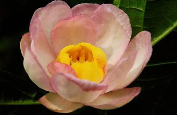 夏腊梅，美国夏腊梅，这种国家珍稀花正是结果期（美国夏腊梅什么价格）