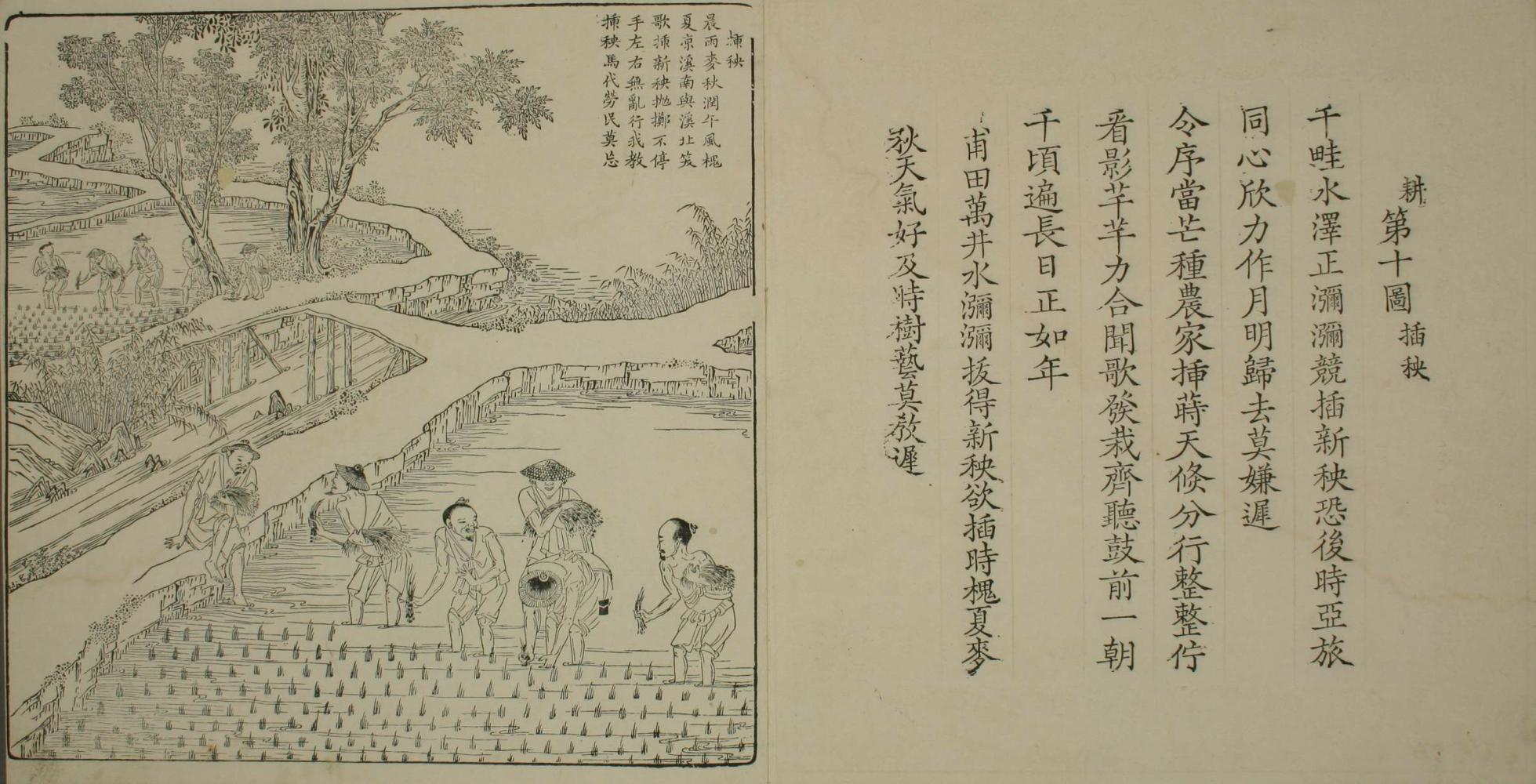 南宋 楼璹《耕织图》其八 网络图片初夏时节,春季的秧苗基本生长成熟.