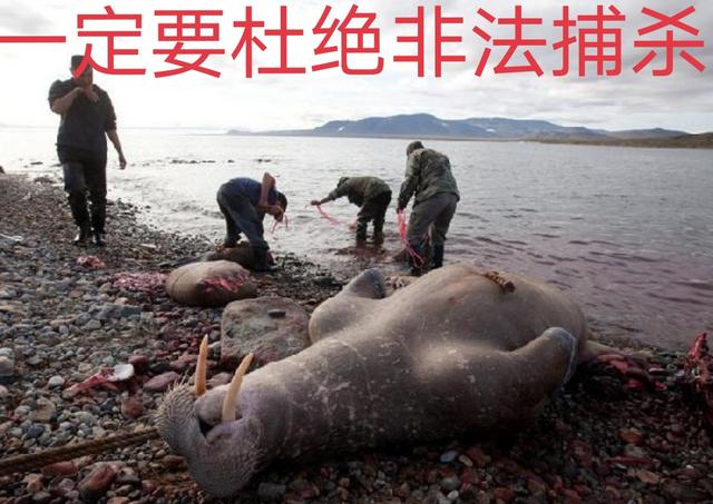 海象和海狮区别，海象——拿犬齿就想装象