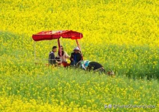 哎一古是什么意思，韩国的哎一古是什么意思（最难懂方言又来了）