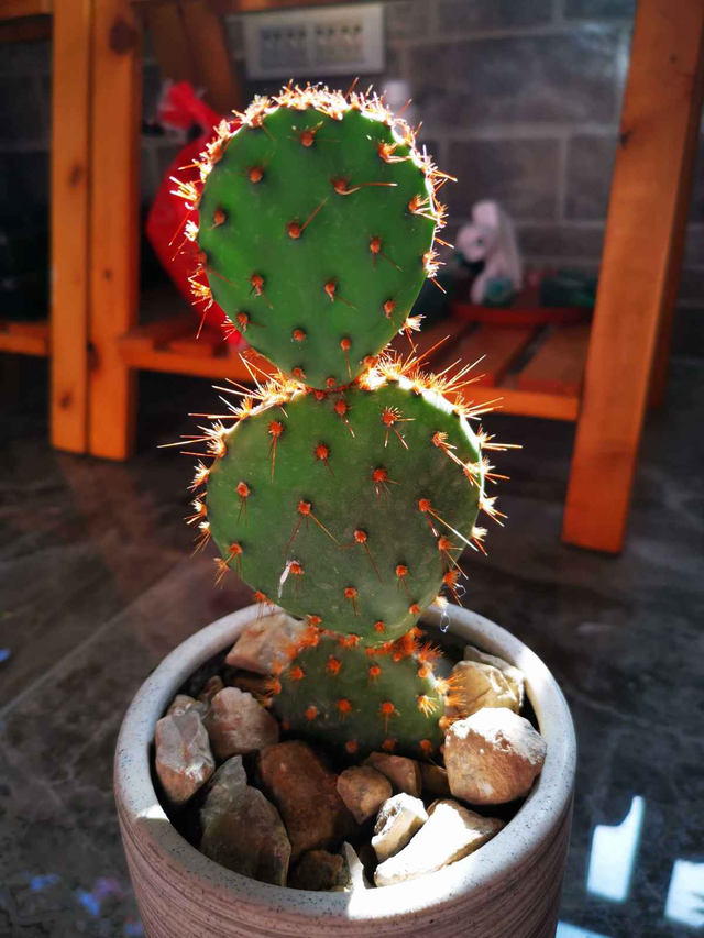 仙人掌的精神品质，描写仙人掌的优美句子（养“仙人掌”有窍门）