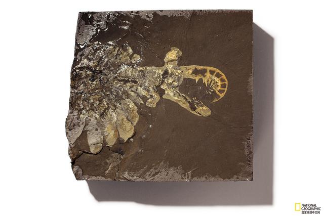 关于节肢动物门介绍，节肢动物门分类依据（它们是动物界最强盛的分支）