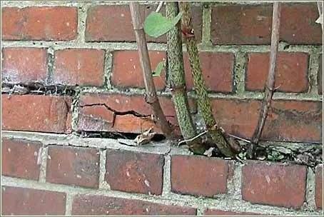 野生虎杖根全图，虎杖根是什么样子（房前屋后看见这草）