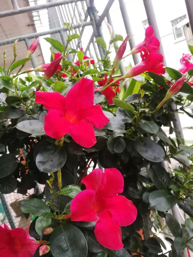 喜阳,很容易就"美出界"(喜阳的花卉有哪些)