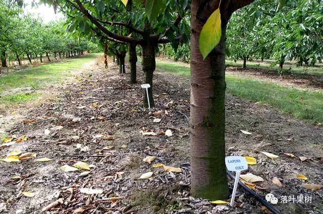 樱桃的特点，欧洲波兰甜樱桃与酸樱桃的商品化栽培历程（樱桃的特点）