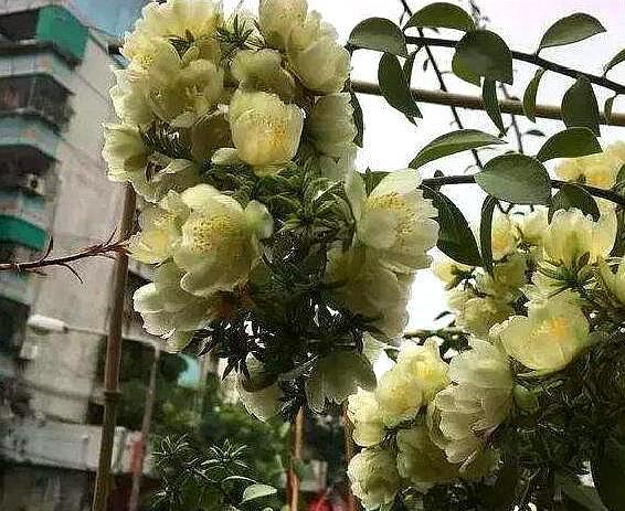 叶仙是什么植物开花吗(嫁接蟹爪兰长得快,开花多,都叫它"万能树")