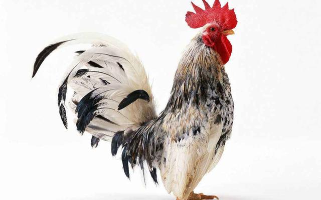 我属鸡戴什么辟邪还招财，属鸡的佩戴什么最旺财（为什么历来都说鸡可以辟邪镇妖）