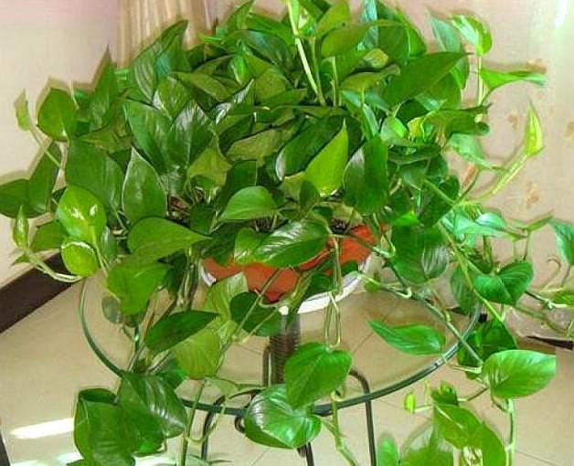 怎么养好兰花视频教程,怎样盆栽兰花视频(绿萝扦插"小技巧")