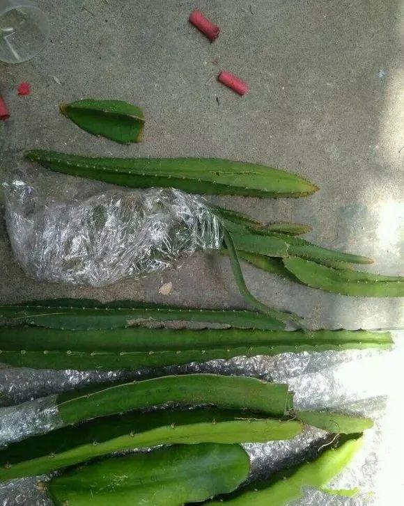 霸王花是火龙果的花吗，昙花、霸王花、火龙果花和令箭荷花的区别（奶奶把一根枝插土里）