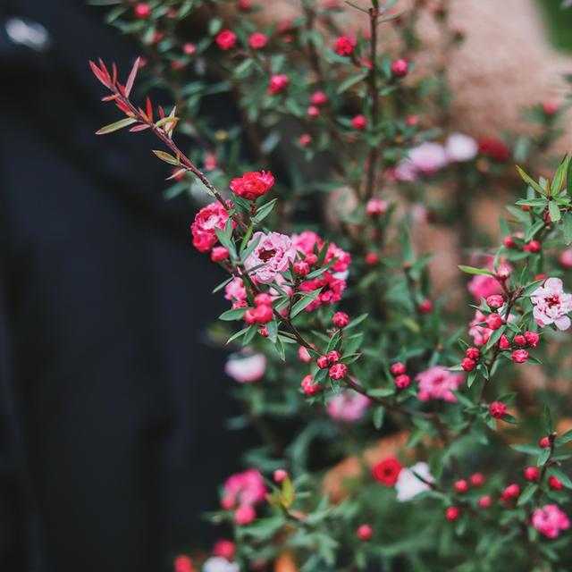 春天的植物有哪些，春天常见的植物（“24种”适合冬天种植的花草）