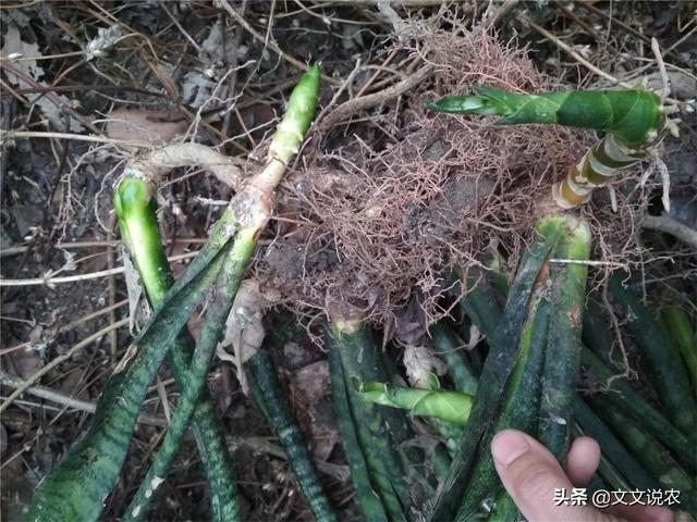 虎皮剑兰的养殖方法，虎皮剑兰的养殖方法和注意事项浇水（新手也能种好虎皮剑兰）