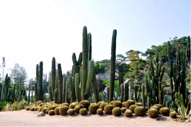 厦门万石植物园里有哪些植物，厦门万石植物园里有哪些植物花（种满多肉的植物园）