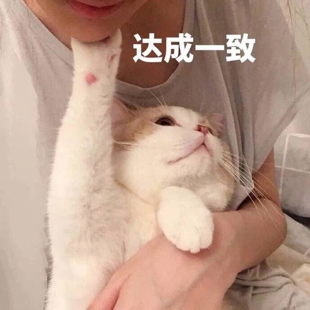 三个月的猫咪吃多少鸡胸肉合适 三个月的猫相当于人几岁