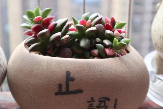 丸叶松绿怎么养，丸叶松绿的叶子可用来繁殖吗（养多肉，记名字，预防老年痴呆）