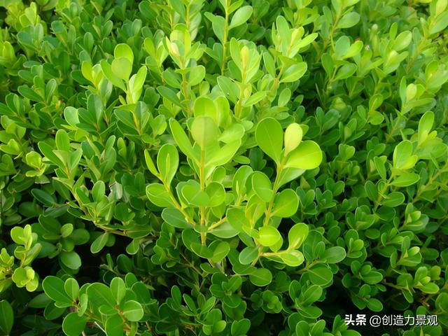 常绿灌木有哪些，这21种你见过吗，常绿灌木有哪些（10种常见的常绿灌木你都知道吗）