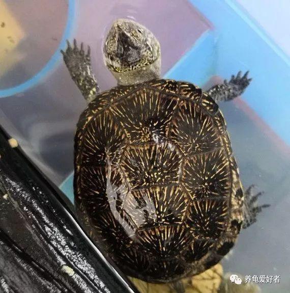 乌龟会叫吗(乌龟会记仇多久)