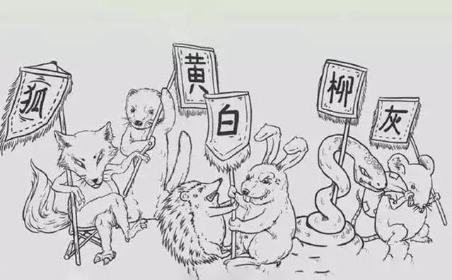 黄鼠狼毒性.5o元l只，黄鼠狼的危害（老人常说黄鼠狼不能杀）